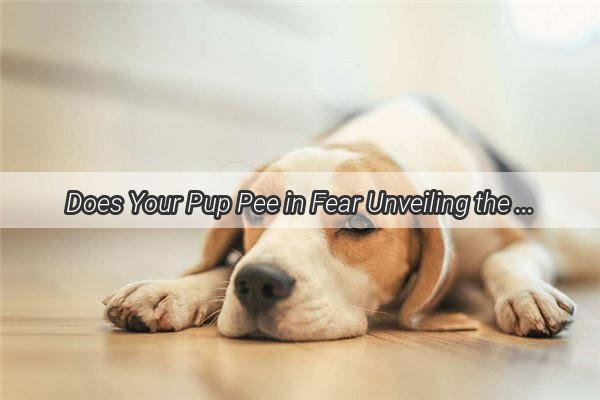 Does Your Pup Pee in Fear Unveiling the Surprising Truth About Canine Urinary Incontinence